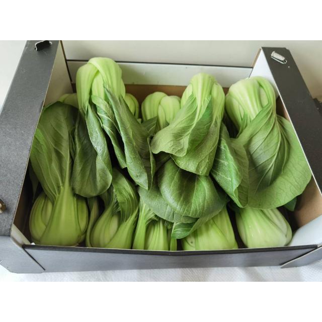 新鲜 青白菜 1小箱2KG 家庭装蔬菜