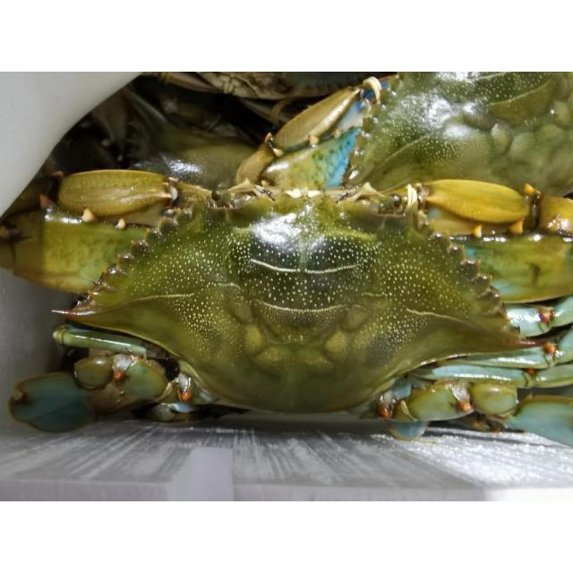 鲜活 花蟹22.99/kg【按实际称重】【海鲜】