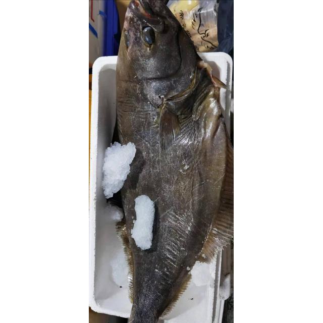 新鲜 拖把鱼 24.99/kg【海鲜】
