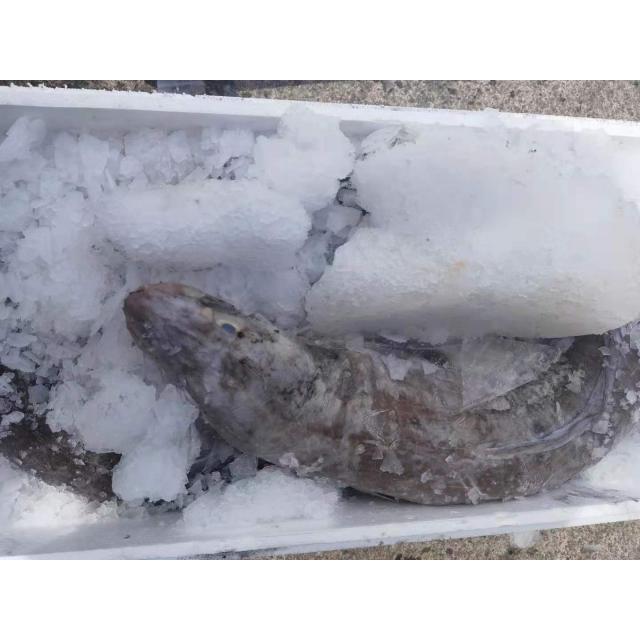 鲜冻海鳗鱼 6.99/kg  【按实际称重】