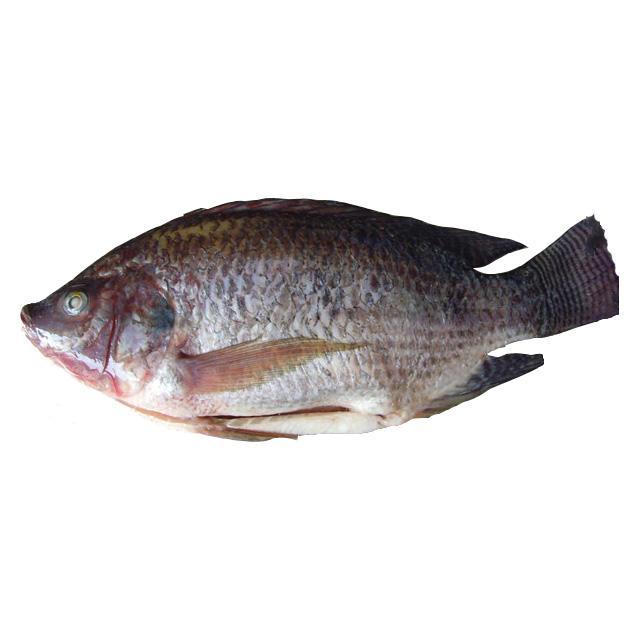 冷冻非洲鱼 2kg 4_5条